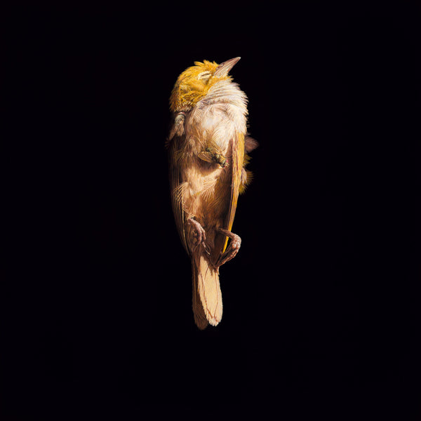 Jeremy Geddes - "Miserere 15" 1st Edition - 2023